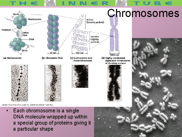 Chromosomes • Each chromosome is a single DNA molecule wrapped up within a special