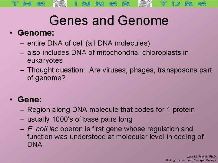 Genes and Genome • Genome: – entire DNA of cell (all DNA molecules) –