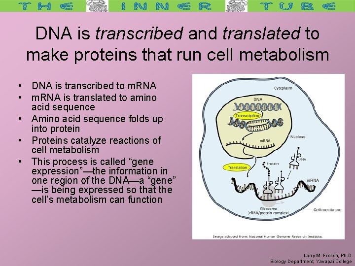 DNA is transcribed and translated to make proteins that run cell metabolism • DNA