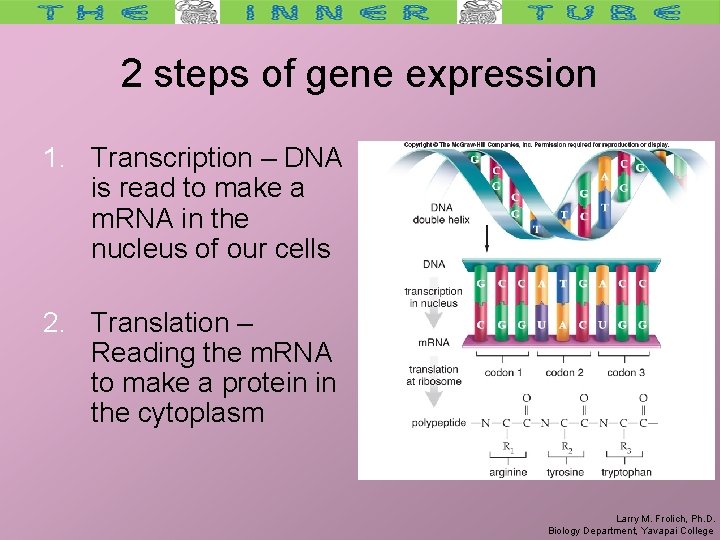 2 steps of gene expression 1. Transcription – DNA is read to make a