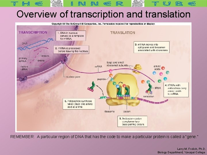 Overview of transcription and translation REMEMBER: A particular region of DNA that has the