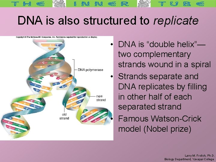 DNA is also structured to replicate • DNA is “double helix”— two complementary strands