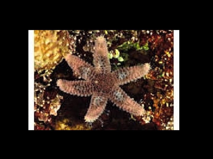 Oregon Tidepool Invertebrates Identification Practice Sixrayed Star ...