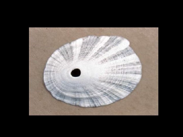 Oregon Tidepool Invertebrates Identification Practice Sixrayed Star ...