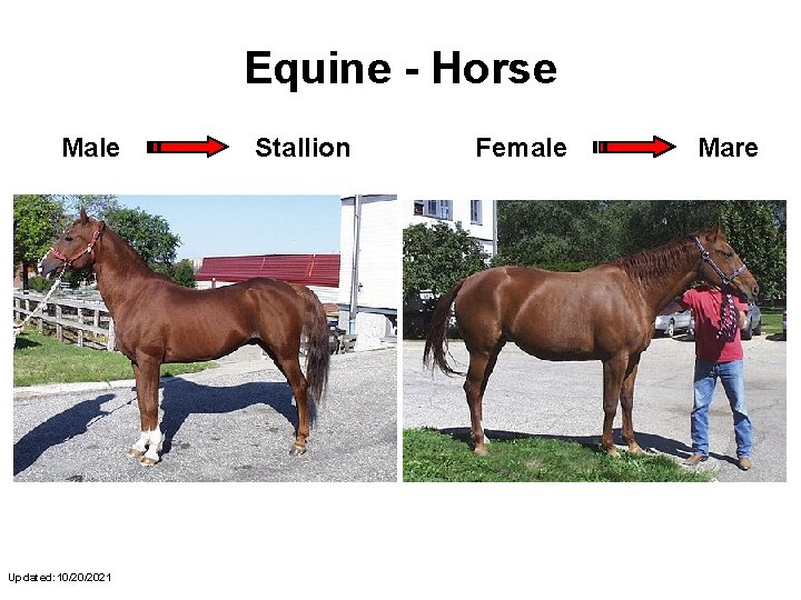 Equine - Horse Male Updated: 10/20/2021 Stallion Female Mare 