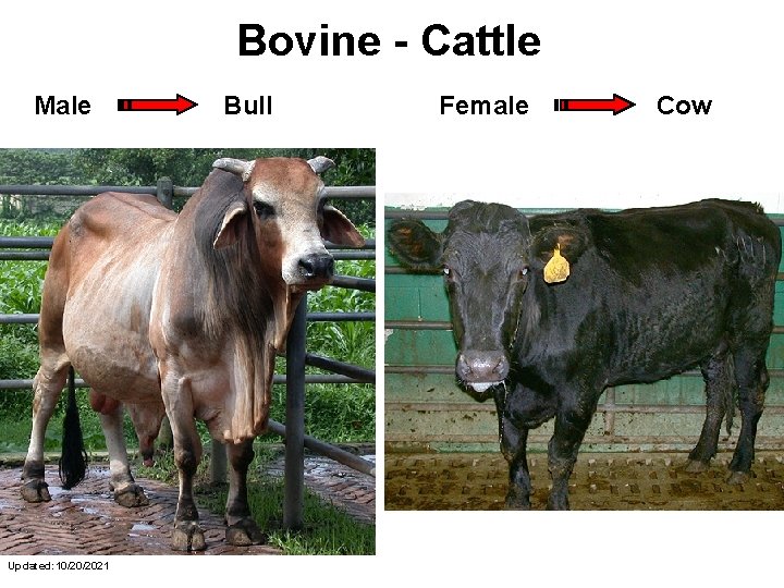 Bovine - Cattle Male Updated: 10/20/2021 Bull Female Cow 