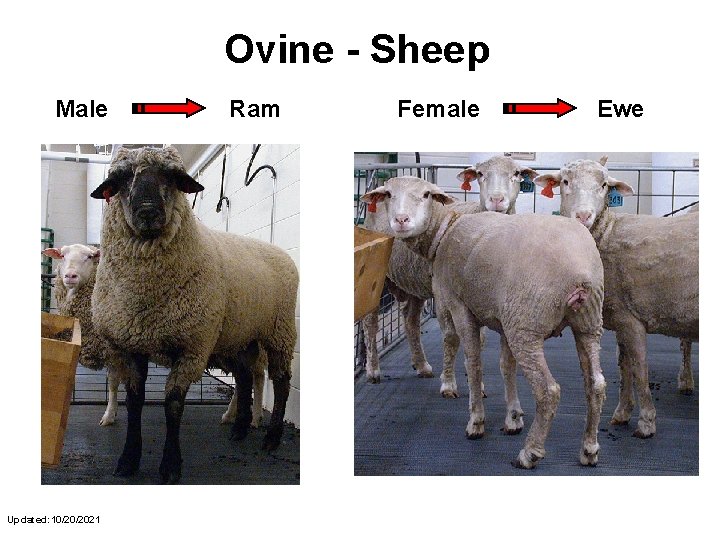 Ovine - Sheep Male Updated: 10/20/2021 Ram Female Ewe 