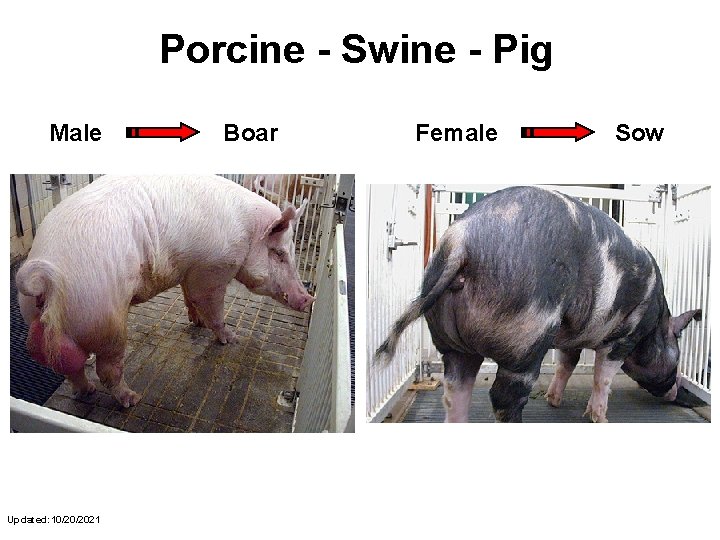Porcine - Swine - Pig Male Updated: 10/20/2021 Boar Female Sow Porcine - Swine - Pig Male Updated: 10/20/2021 Boar Female Sow