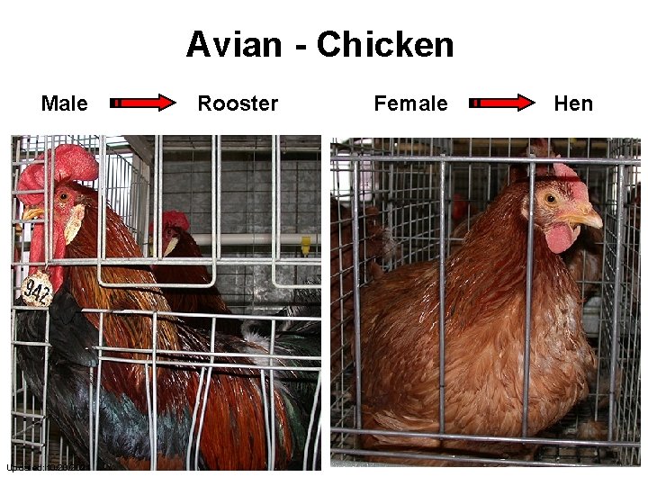 Avian - Chicken Male Updated: 10/20/2021 Rooster Female Hen 