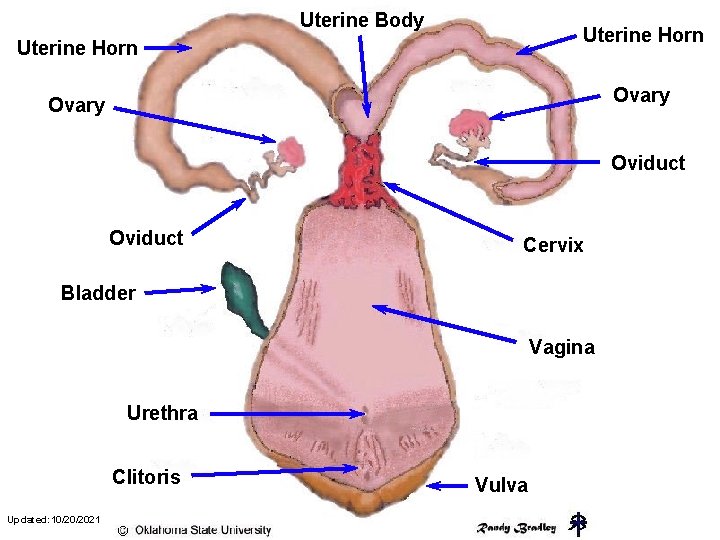 Uterine Body Uterine Horn Ovary Oviduct Cervix Bladder Vagina Urethra Clitoris Updated: 10/20/2021 Vulva