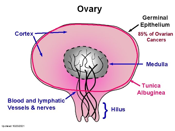 Ovary Germinal Epithelium Cortex 85% of Ovarian Cancers Medulla Tunica Albuginea Blood and lymphatic