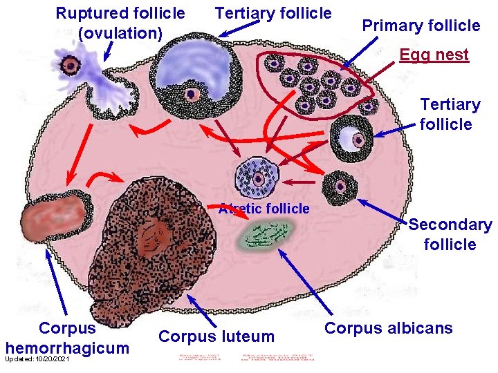 Ruptured follicle (ovulation) Tertiary follicle Primary follicle Egg nest Tertiary follicle Atretic follicle Corpus