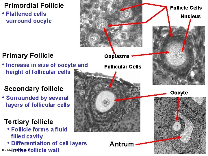 Primordial Follicle Cells • Flattened cells Nucleus surround oocyte Primary Follicle Ooplasma • Increase