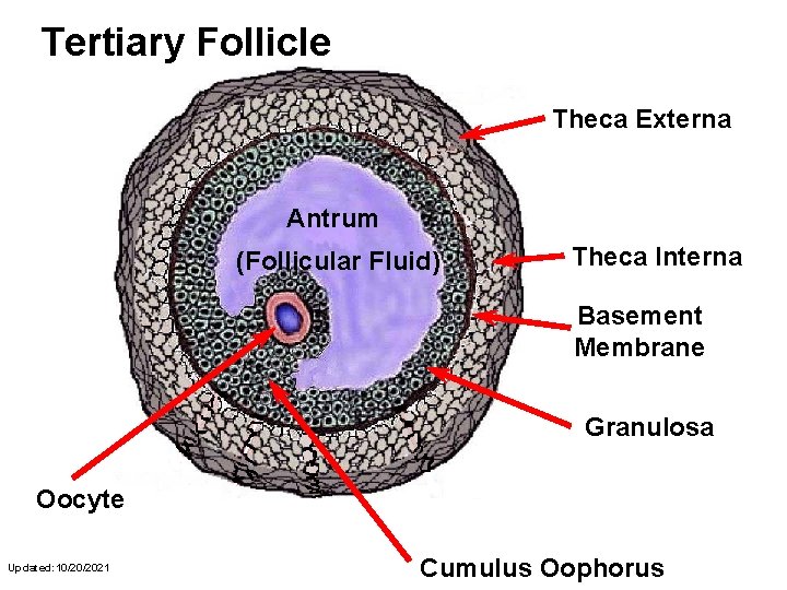 Tertiary Follicle Theca Externa Antrum (Follicular Fluid) Theca Interna Basement Membrane Granulosa Oocyte Updated: