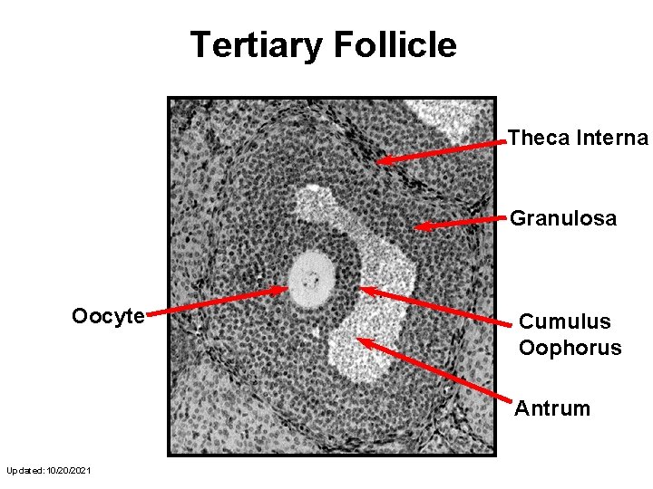 Tertiary Follicle Theca Interna Granulosa Oocyte Cumulus Oophorus Antrum Updated: 10/20/2021 