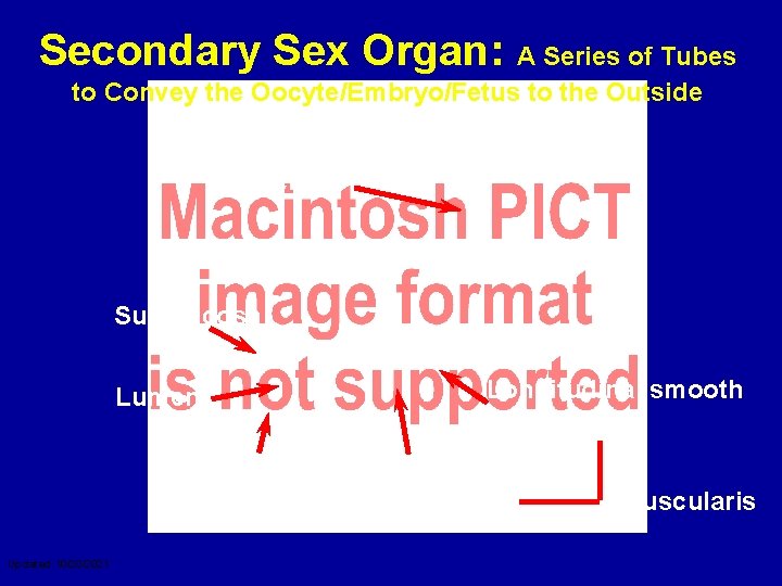 Secondary Sex Organ: A Series of Tubes to Convey the Oocyte/Embryo/Fetus to the Outside