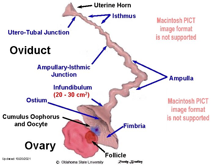 Uterine Horn Isthmus Utero-Tubal Junction Oviduct Ampullary-Isthmic Junction Ostium Ampulla Infundibulum (20 - 30