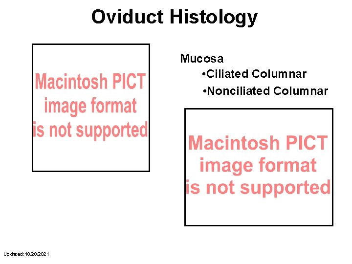 Oviduct Histology Mucosa • Ciliated Columnar • Nonciliated Columnar Updated: 10/20/2021 