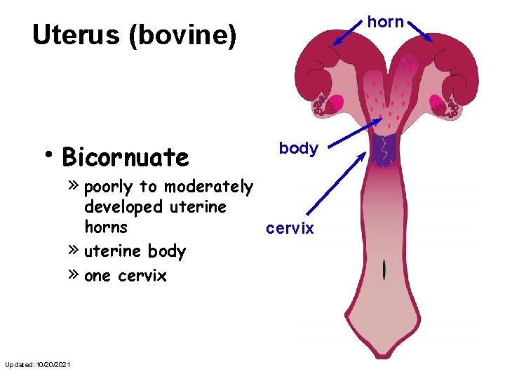 horn Uterus (bovine) • Bicornuate » poorly body to moderately developed uterine horns cervix