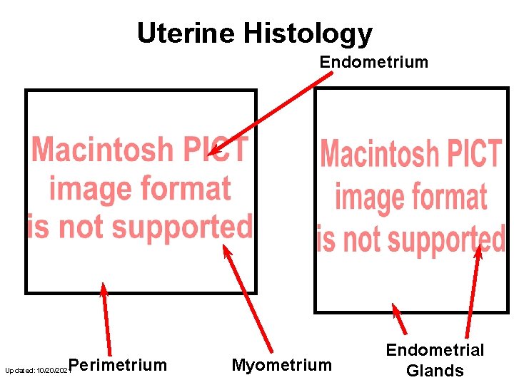 Uterine Histology Endometrium Perimetrium Updated: 10/20/2021 Myometrium Endometrial Glands 