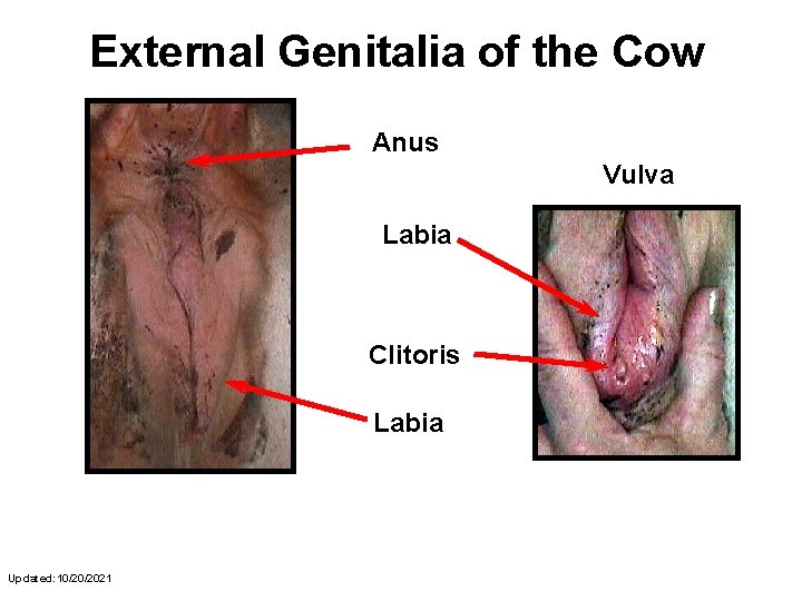 External Genitalia of the Cow Anus Vulva Labia Clitoris Labia Updated: 10/20/2021 