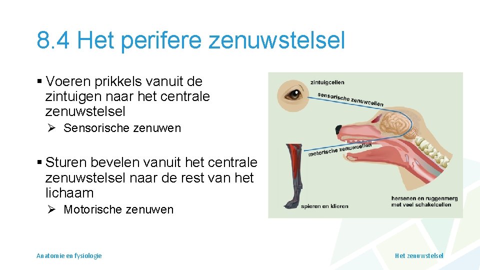 8. 4 Het perifere zenuwstelsel § Voeren prikkels vanuit de zintuigen naar het centrale