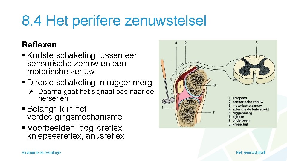 8. 4 Het perifere zenuwstelsel Reflexen § Kortste schakeling tussen een sensorische zenuw en