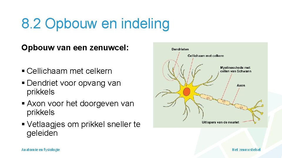 8. 2 Opbouw en indeling Opbouw van een zenuwcel: § Cellichaam met celkern §