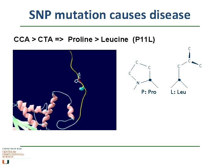 SNP mutation causes disease CCA > CTA => Proline > Leucine (P 11 L) SNP mutation causes disease CCA > CTA => Proline > Leucine (P 11 L)