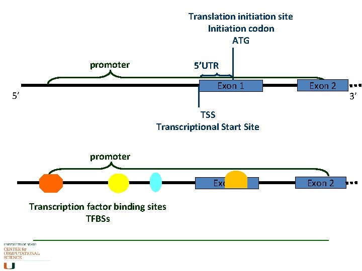Translation initiation site Initiation codon ATG promoter 5’UTR Exon 1 5’ Exon 2 TSS Translation initiation site Initiation codon ATG promoter 5’UTR Exon 1 5’ Exon 2 TSS