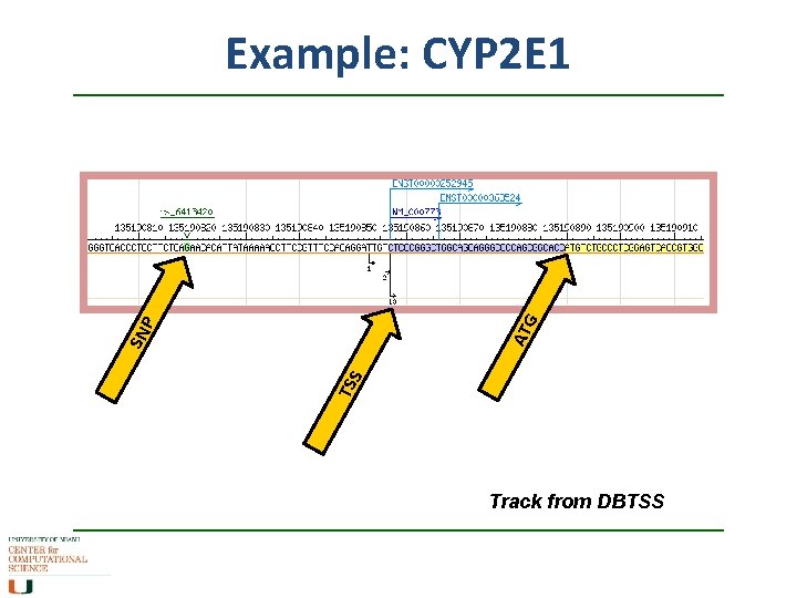 TSS SN P AT G Example: CYP 2 E 1 Track from DBTSS TSS SN P AT G Example: CYP 2 E 1 Track from DBTSS