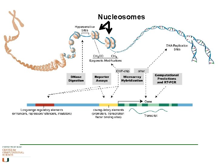 Nucleosomes Nucleosomes