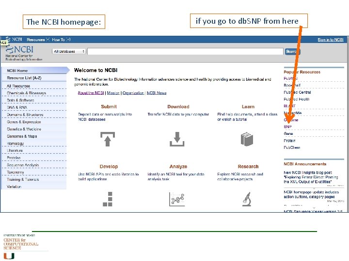 The NCBI homepage: if you go to db. SNP from here The NCBI homepage: if you go to db. SNP from here