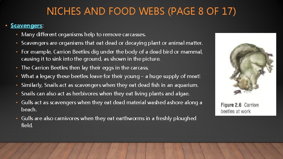 NICHES AND FOOD WEBS (PAGE 8 OF 17) • Scavengers: • Many different organisms