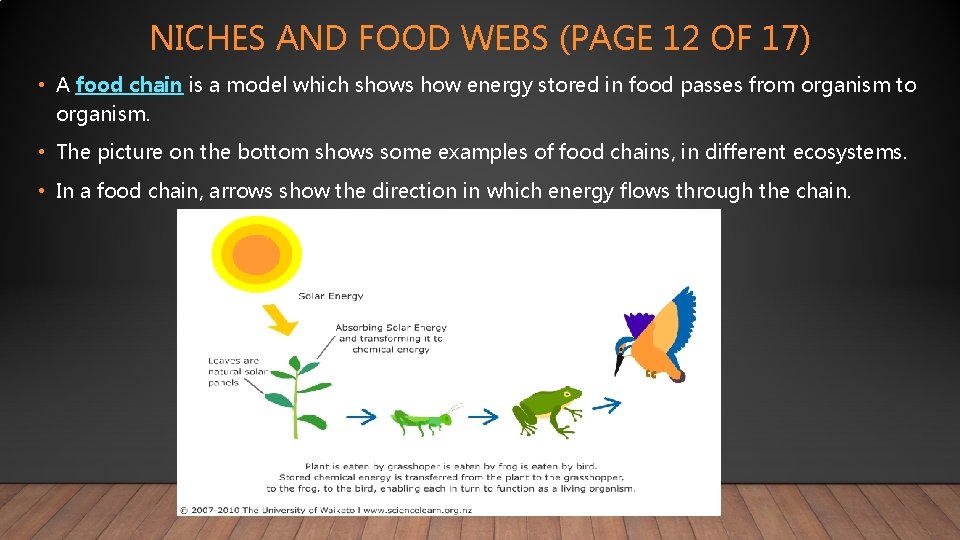 NICHES AND FOOD WEBS (PAGE 12 OF 17) • A food chain is a