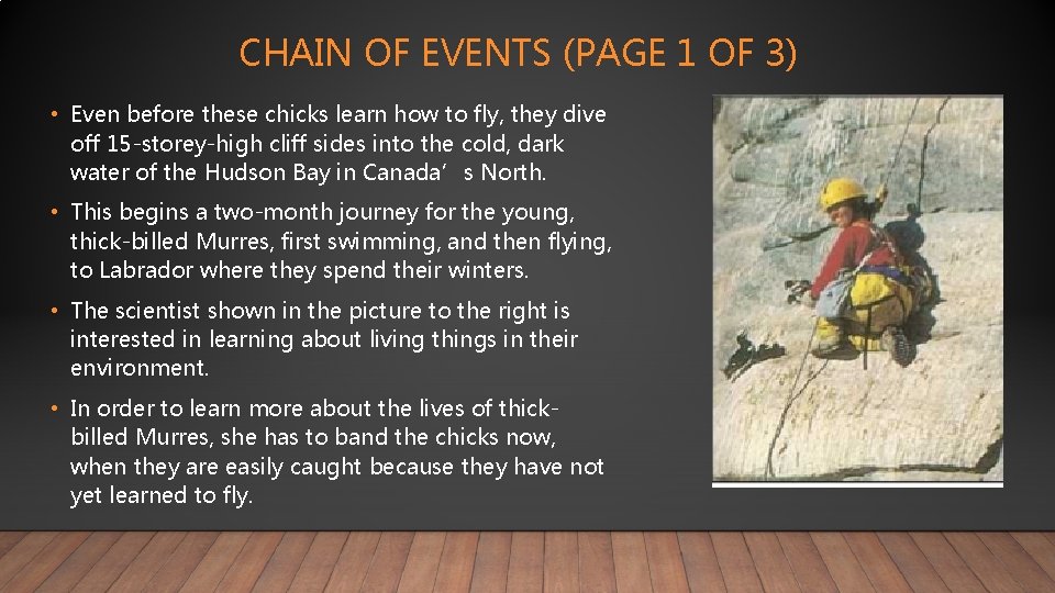 CHAIN OF EVENTS (PAGE 1 OF 3) • Even before these chicks learn how