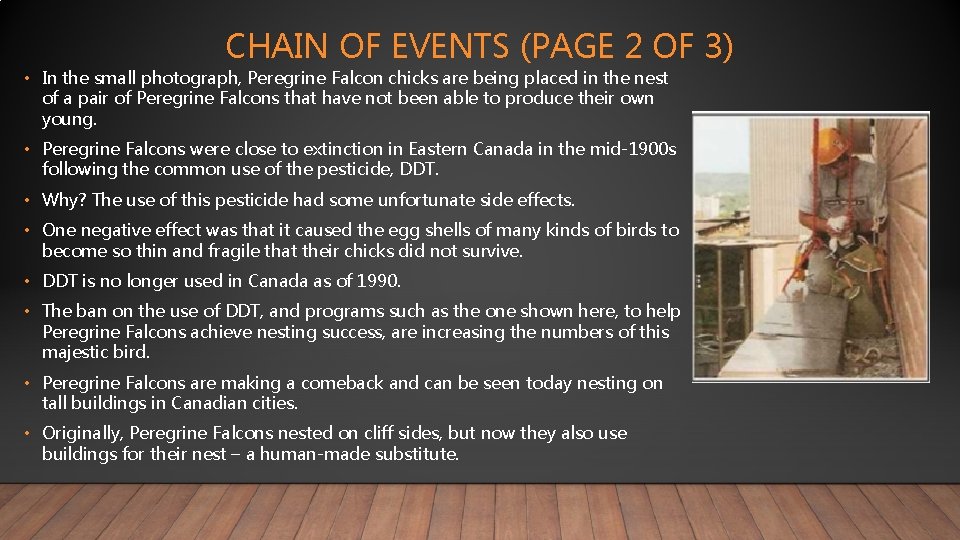 CHAIN OF EVENTS (PAGE 2 OF 3) • In the small photograph, Peregrine Falcon