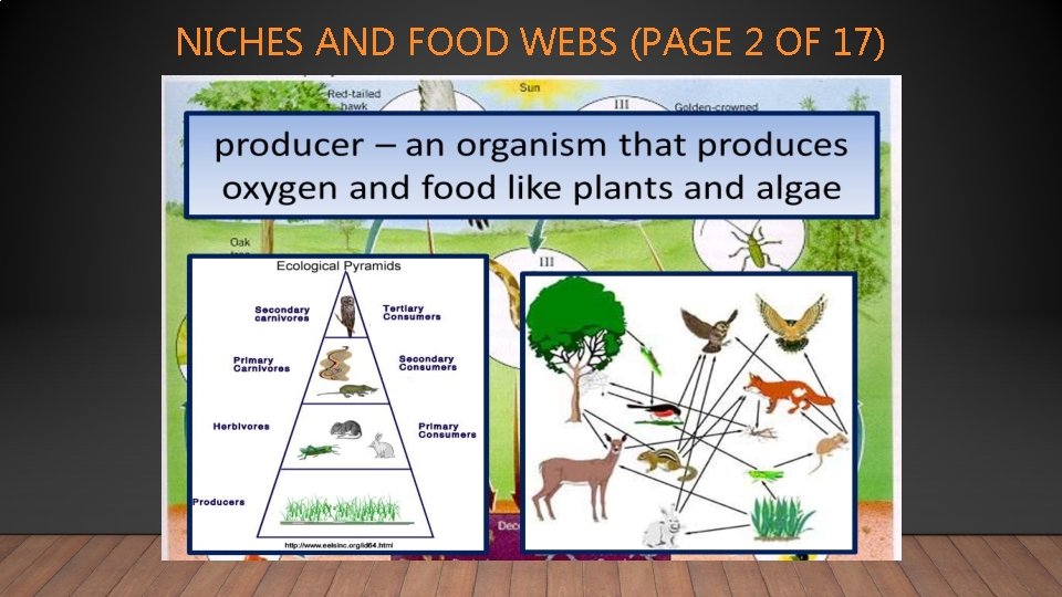 NICHES AND FOOD WEBS (PAGE 2 OF 17) 