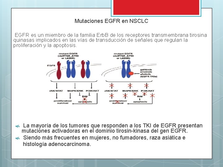 Mutaciones EGFR en NSCLC EGFR es un miembro de la familia Erb. B de