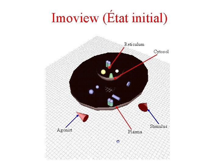 Imoview (État initial) Reticulum Cytosol Agonist Stimulus Plasma 