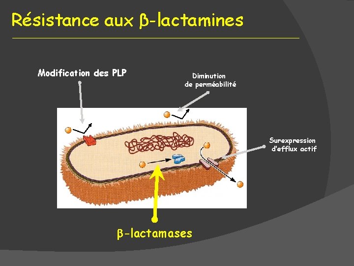 Résistance aux β-lactamines Modification des PLP Diminution de perméabilité Surexpression d’efflux actif -lactamases 