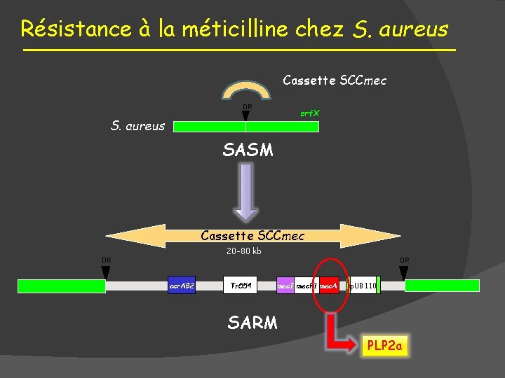 Résistance à la méticilline chez S. aureus Cassette SCCmec DR orf. X S. aureus