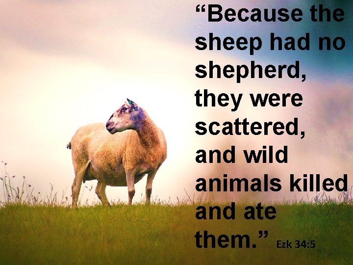 “Because the sheep had no shepherd, they were scattered, and wild animals killed and