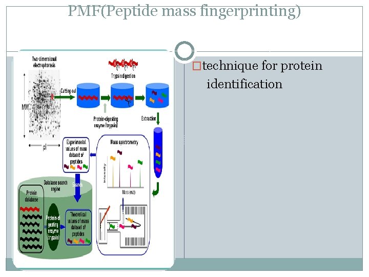 PMF(Peptide mass fingerprinting) �technique for protein identification 
