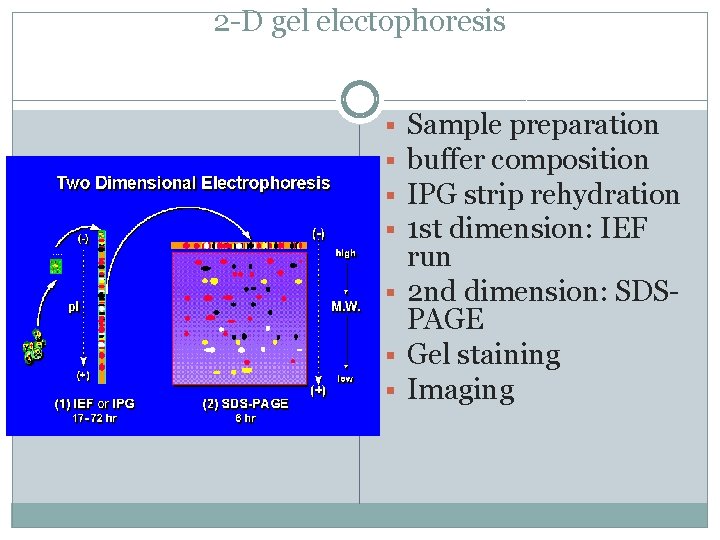 2 -D gel electophoresis Sample preparation buffer composition IPG strip rehydration 1 st dimension: