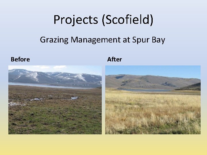 Projects (Scofield) Grazing Management at Spur Bay Before After 