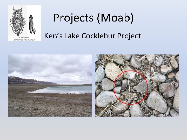 Projects (Moab) Ken’s Lake Cocklebur Project 