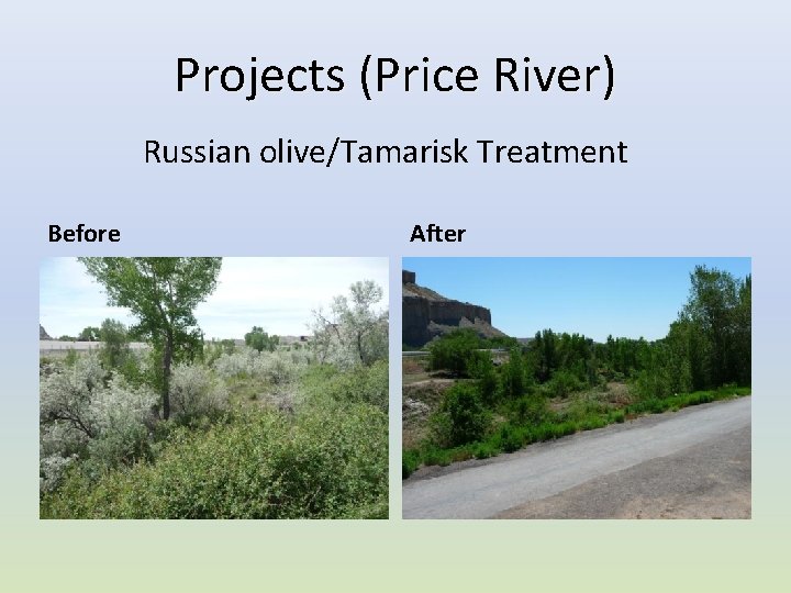 Projects (Price River) Russian olive/Tamarisk Treatment Before After 