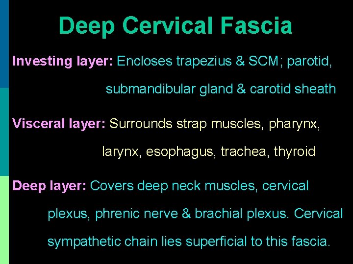 Deep Cervical Fascia Investing layer: Encloses trapezius & SCM; parotid, submandibular gland & carotid