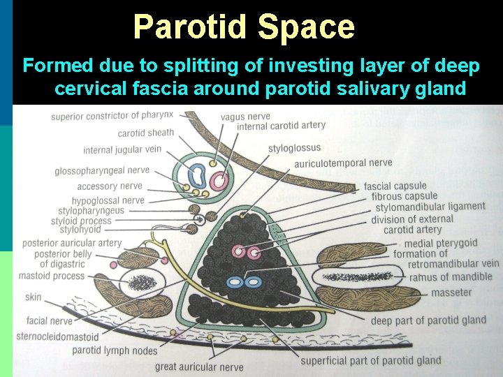 Parotid Space Formed due to splitting of investing layer of deep cervical fascia around